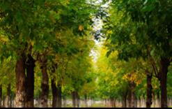 一森園林公司關(guān)于招聘兼職人員參與苗木銷售和工程跑辦的通告