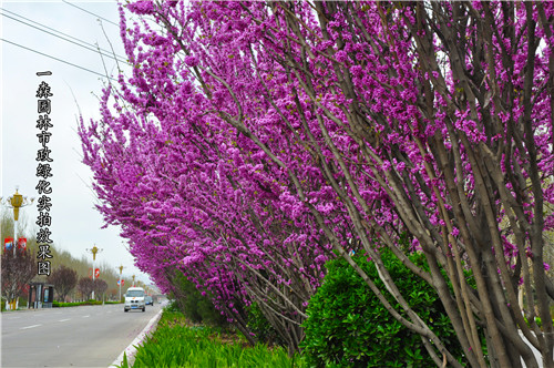 一森園林承建的元氏縣改善農(nóng)村人居環(huán)境建設(shè)一期項(xiàng)目—石邢公路（紅旗大街）與107國道沿線提檔升級村莊游園綠地項(xiàng)目展示出大美景觀效果